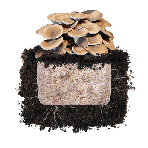 Black King 'Plant & Grow' Garden Block